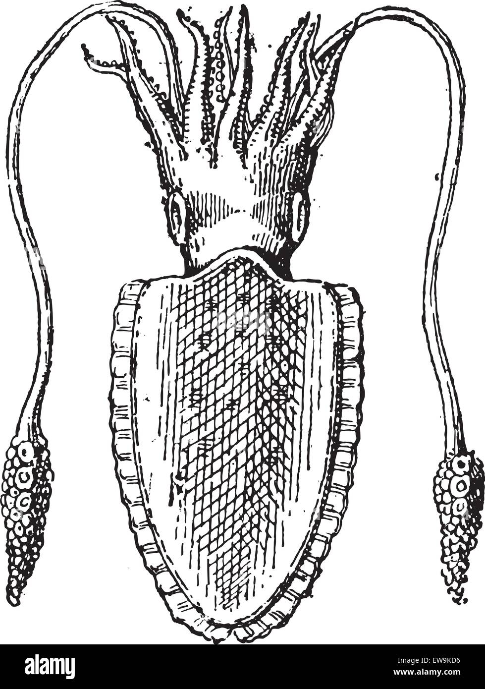 Squid or Teuthida, vintage engraved illustration. Dictionary of Words and Things - Larive and Fleury - 1895 Stock Vector