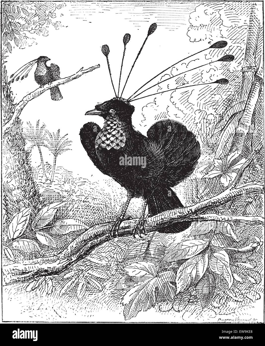 Paradisier sifilet or Western Parotia or Arfak Parotia, vintage engraved illustration. Dictionary of words and things - Larive a Stock Vector