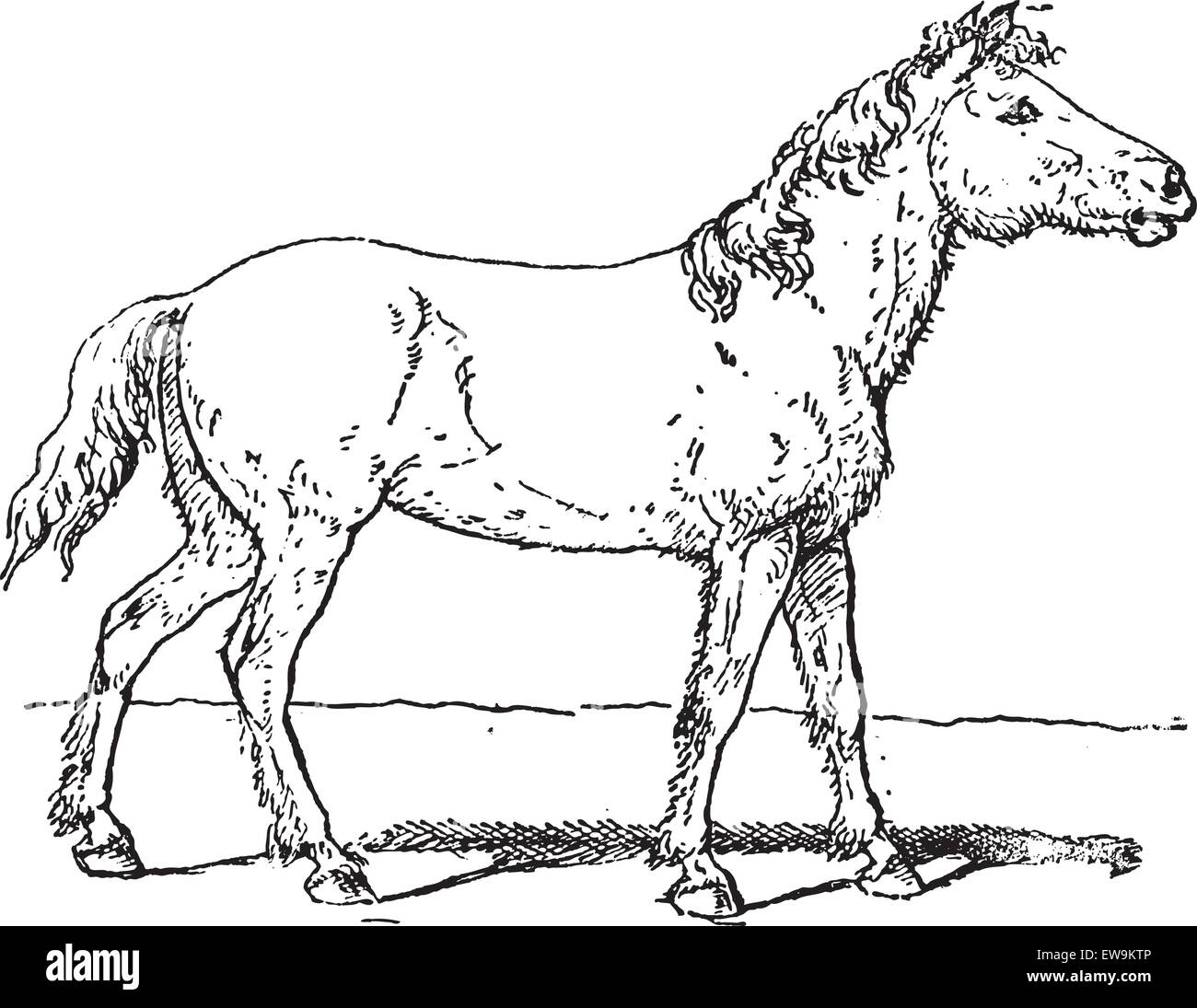 Old engraved illustration of Tarpan or Equus ferus ferus or Eurasian wild horse or Equus silvaticus or Equus gmelini.  Dictionar Stock Vector