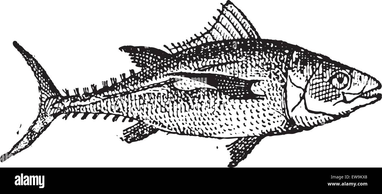 Tuna fish on white background, vintage engraved illustration