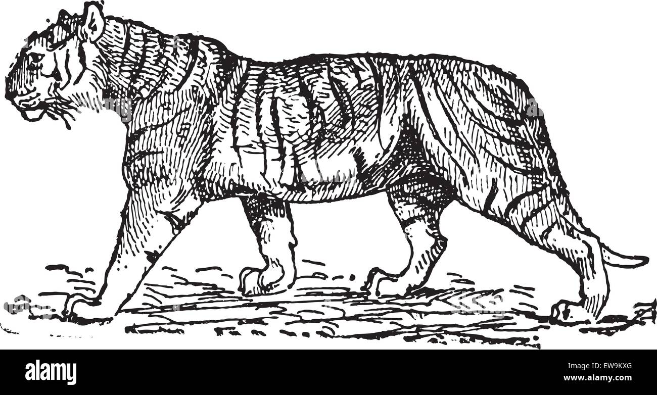 Vintage tiger illustration hi-res stock photography and images - Alamy, image size:1300x782