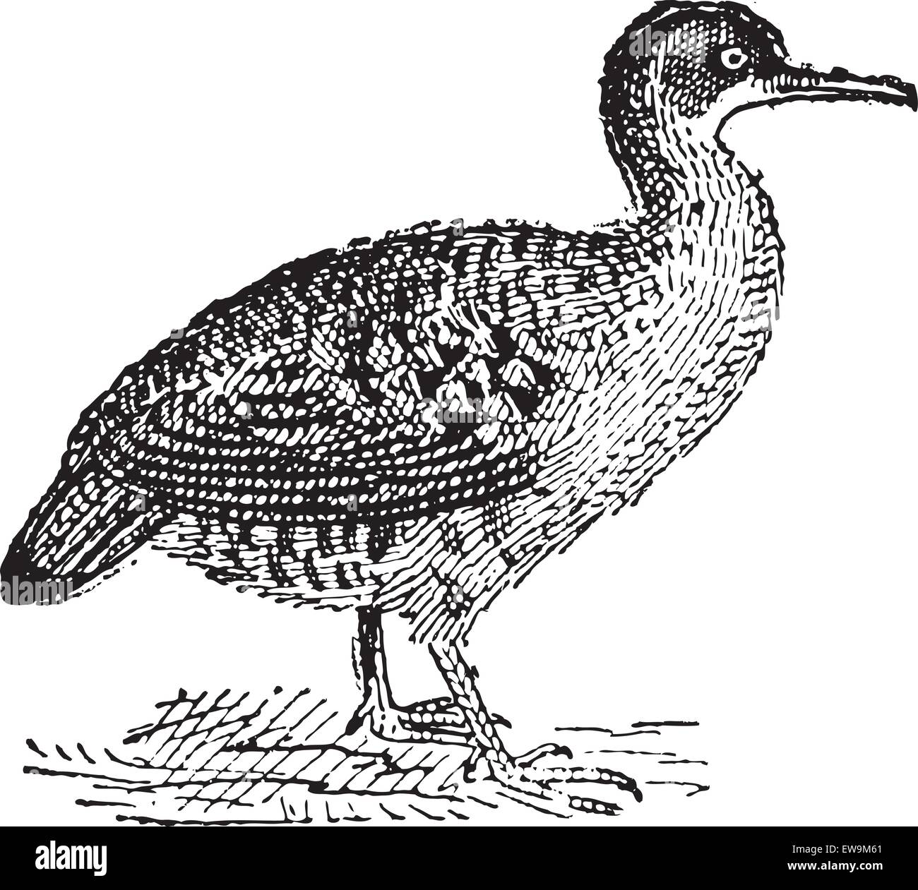 Great Tinamou or Tinamus major, vintage engraved illustration. Dictionary of Words and Things - Larive and Fleury - 1895 Stock Vector