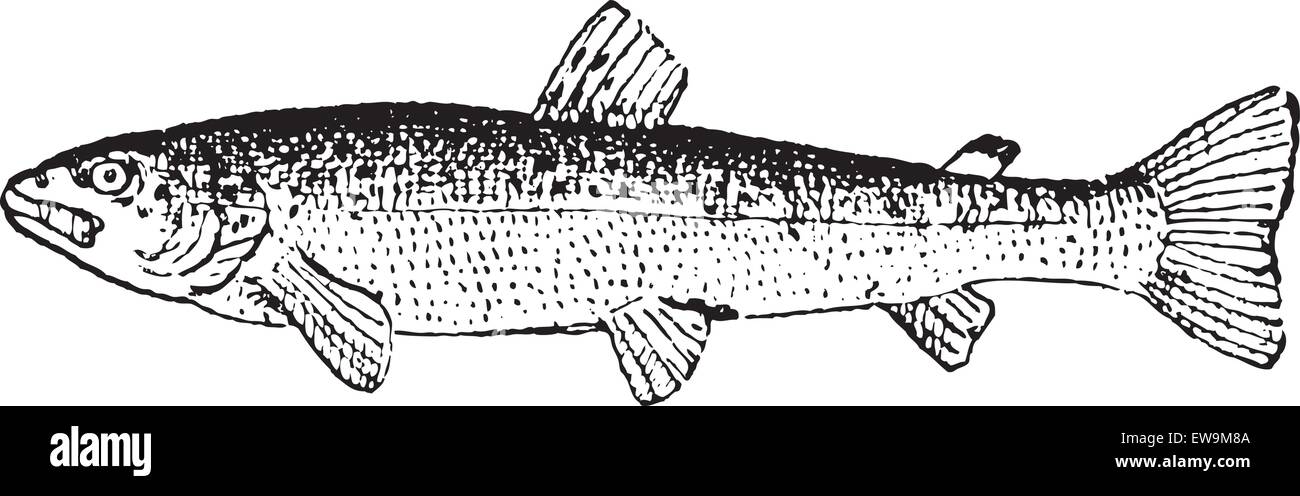 Common Trout or Salmo trutta, vintage engraved illustration. Dictionary of Words and Things - Larive and Fleury - 1895 Stock Vector