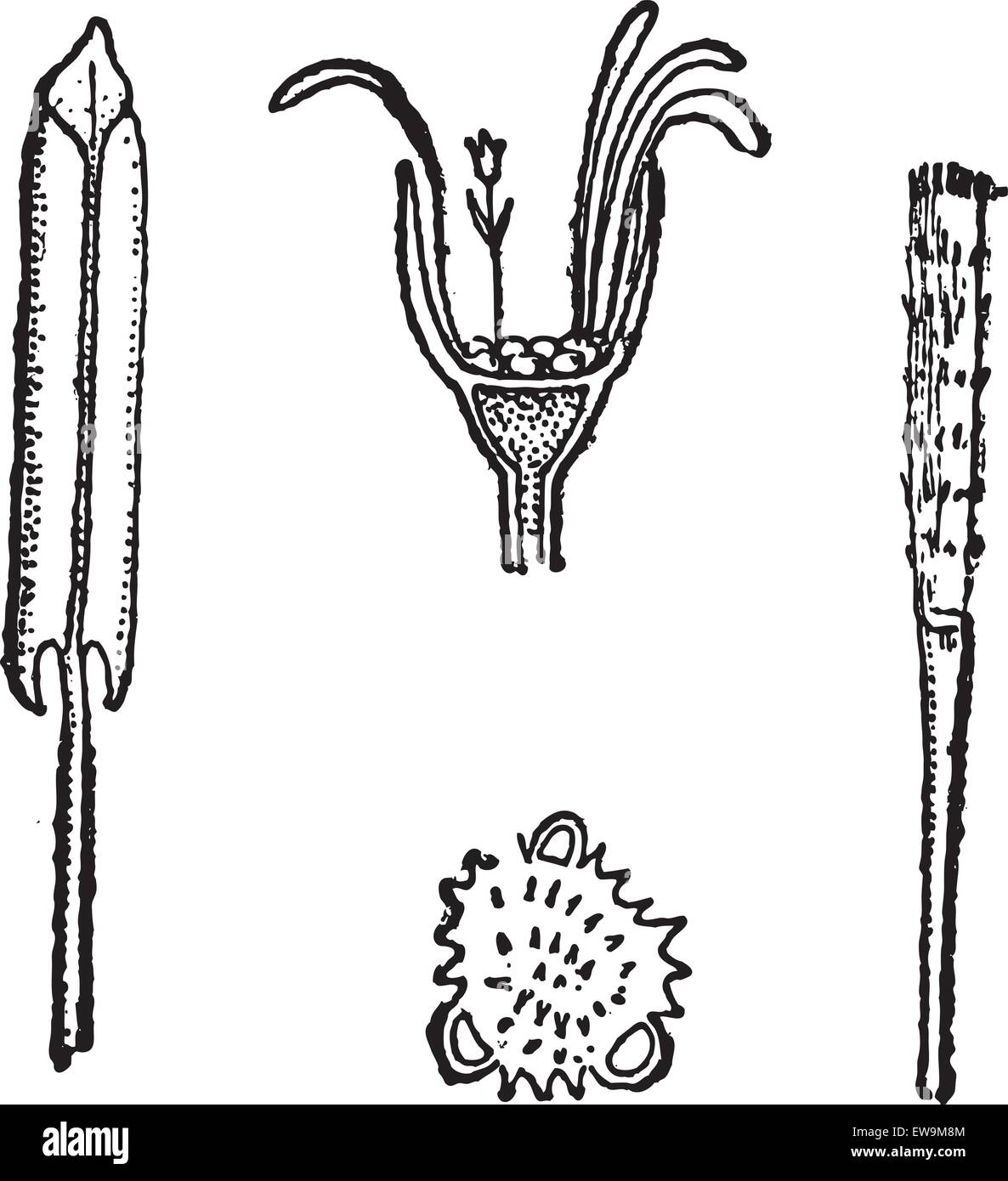 Coltsfoot or Tussilago farfara, showing (clockwise from left) petals, flower head, style, and pollen (enlarged), vintage engrave Stock Vector