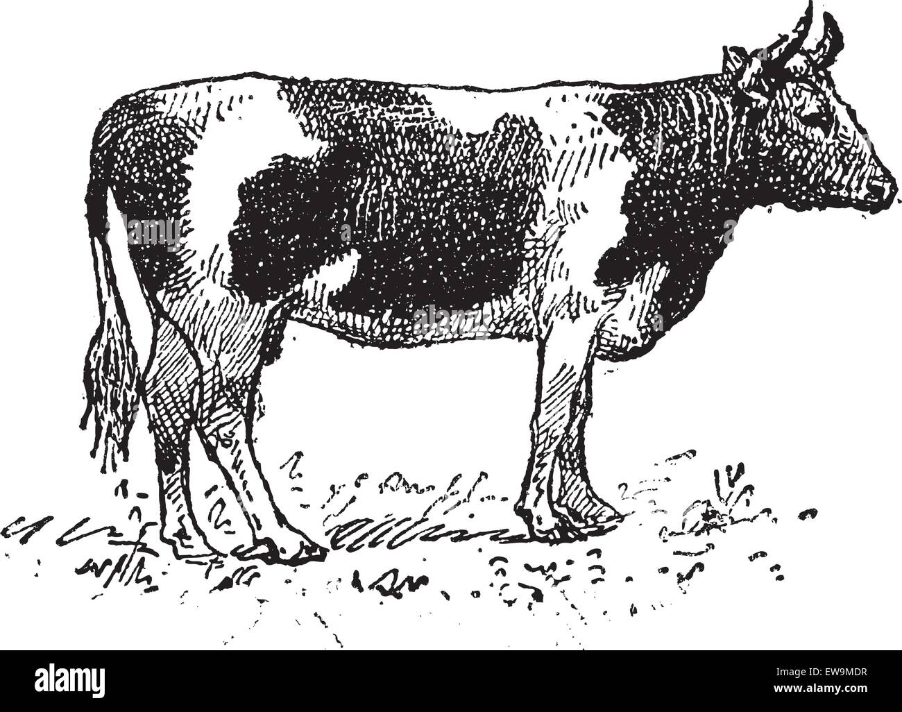 Urban Dictionary Corn Puck