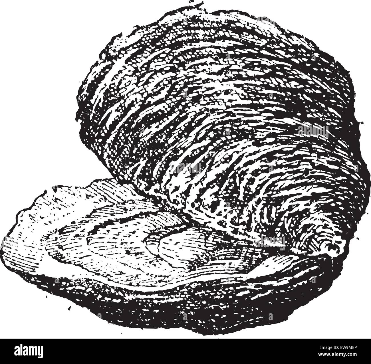 Oyster (bivalve mollusc), vintage engraved illustration. Dictionary of words and things Larive