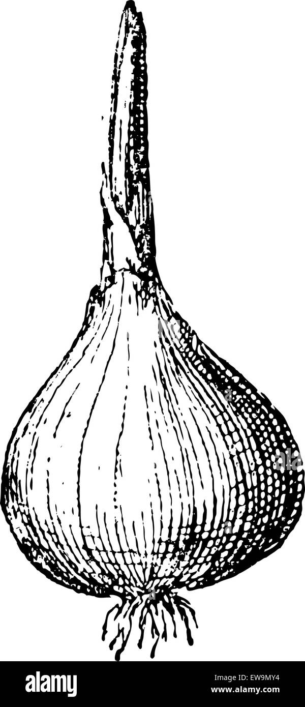 Onion or Allium cepa, showing bulb with root and shoot, vintage engraved illustration. Dictionary of Words and Things - Larive and Fleury - 1895 Stock Vector