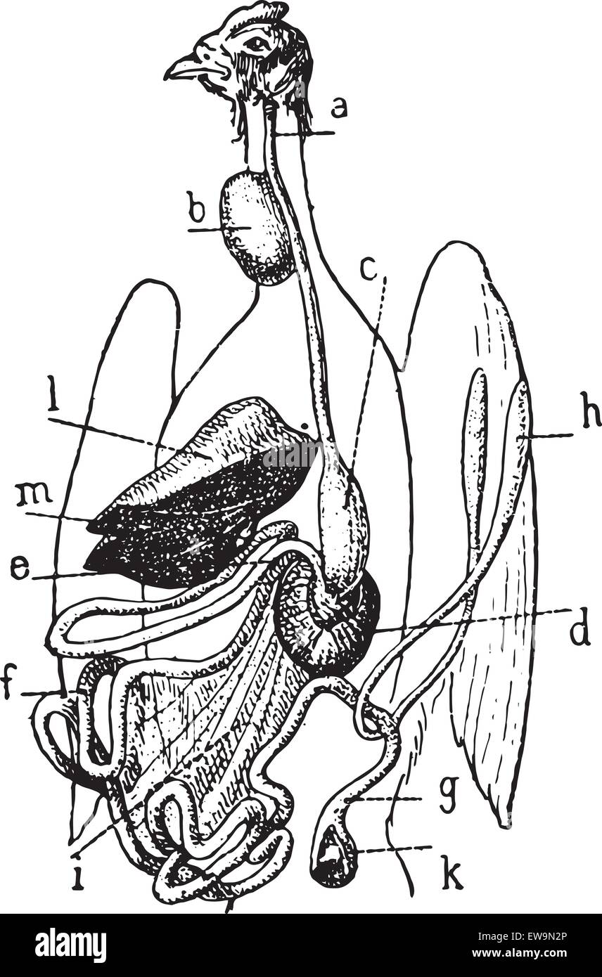 Digestive System Of A Bird