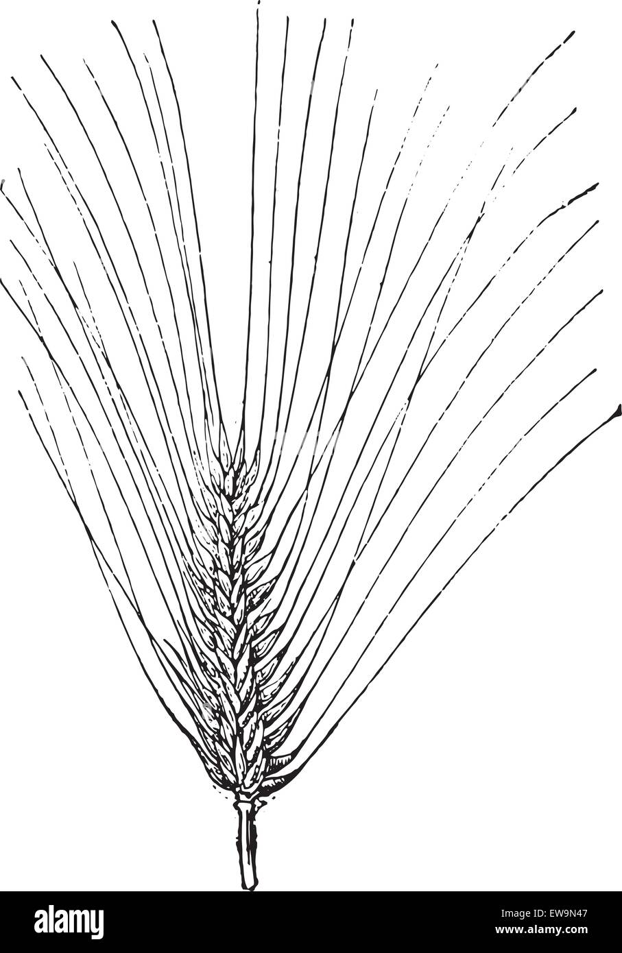 Old variety barley Stock Vector Images Alamy