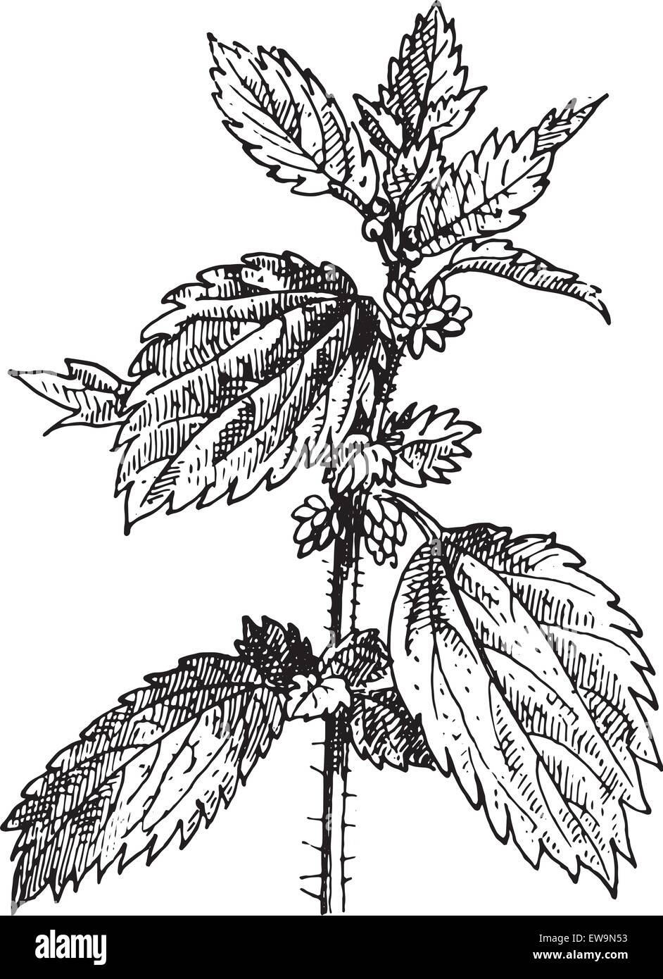 Stinging nettle or Nettle or common nettle or Urtica dioica, vintage engraved illustration. Dictionary of words and things - Larive and Fleury - 1895. Stock Vector