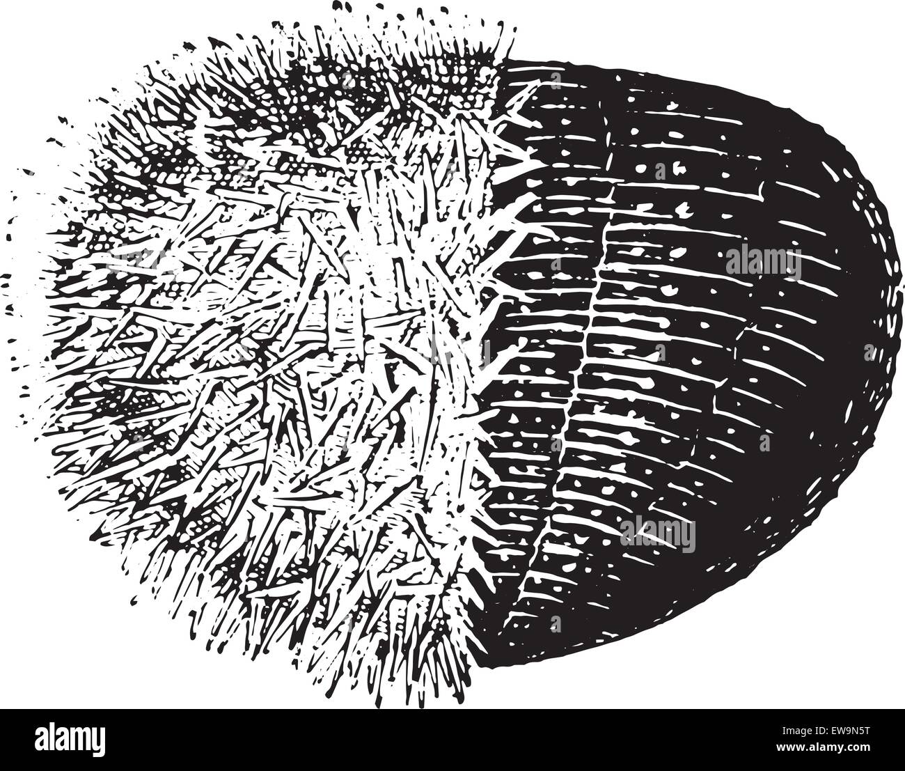 Urchin or Sea hedgehogs or Sea urchins, vintage engraved illustration. Dictionary of words and things - Larive and Fleury - 1895. Stock Vector