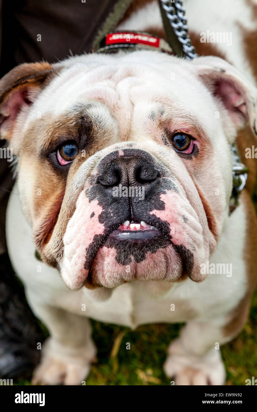 Are Olde English Bulldogges Aggressive