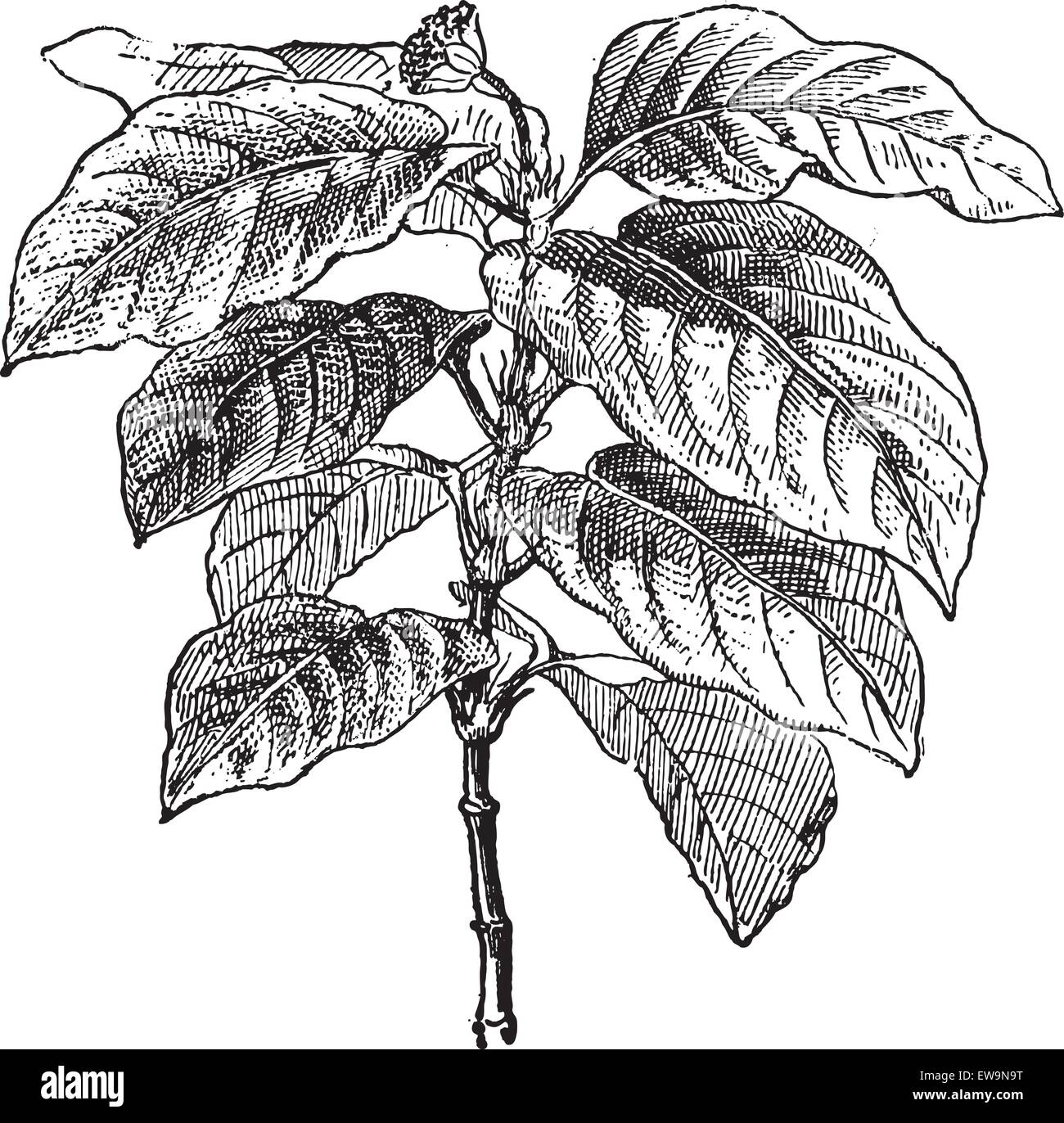 Ipecacuanha or Psychotria, vintage engraved illustration. Dictionary of words and things - Larive and Fleury - 1895. Stock Vector