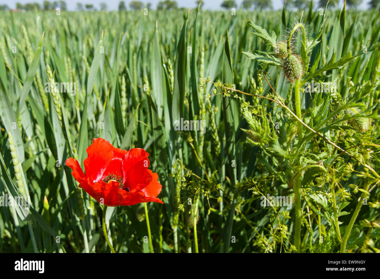 Red poppy in a wheat field Stock Photo - Alamy