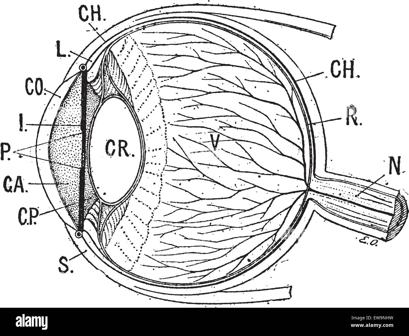 Anterior chamber hires stock photography and images Alamy