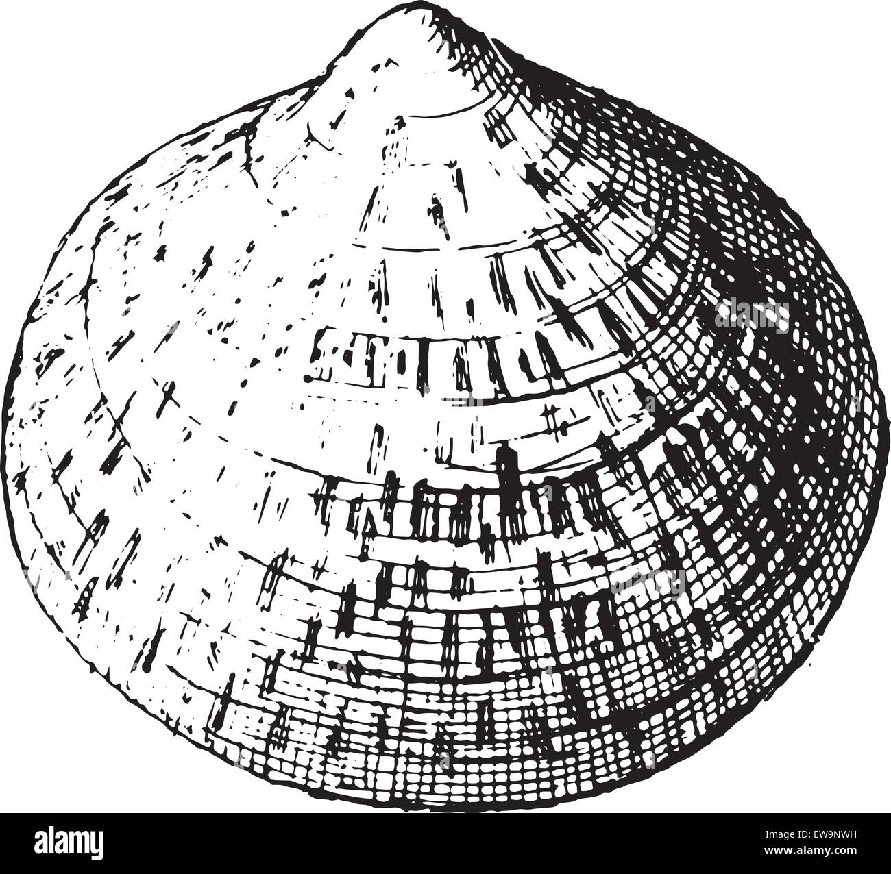Scallop, vintage engraved illustration. Dictionary of words and things
