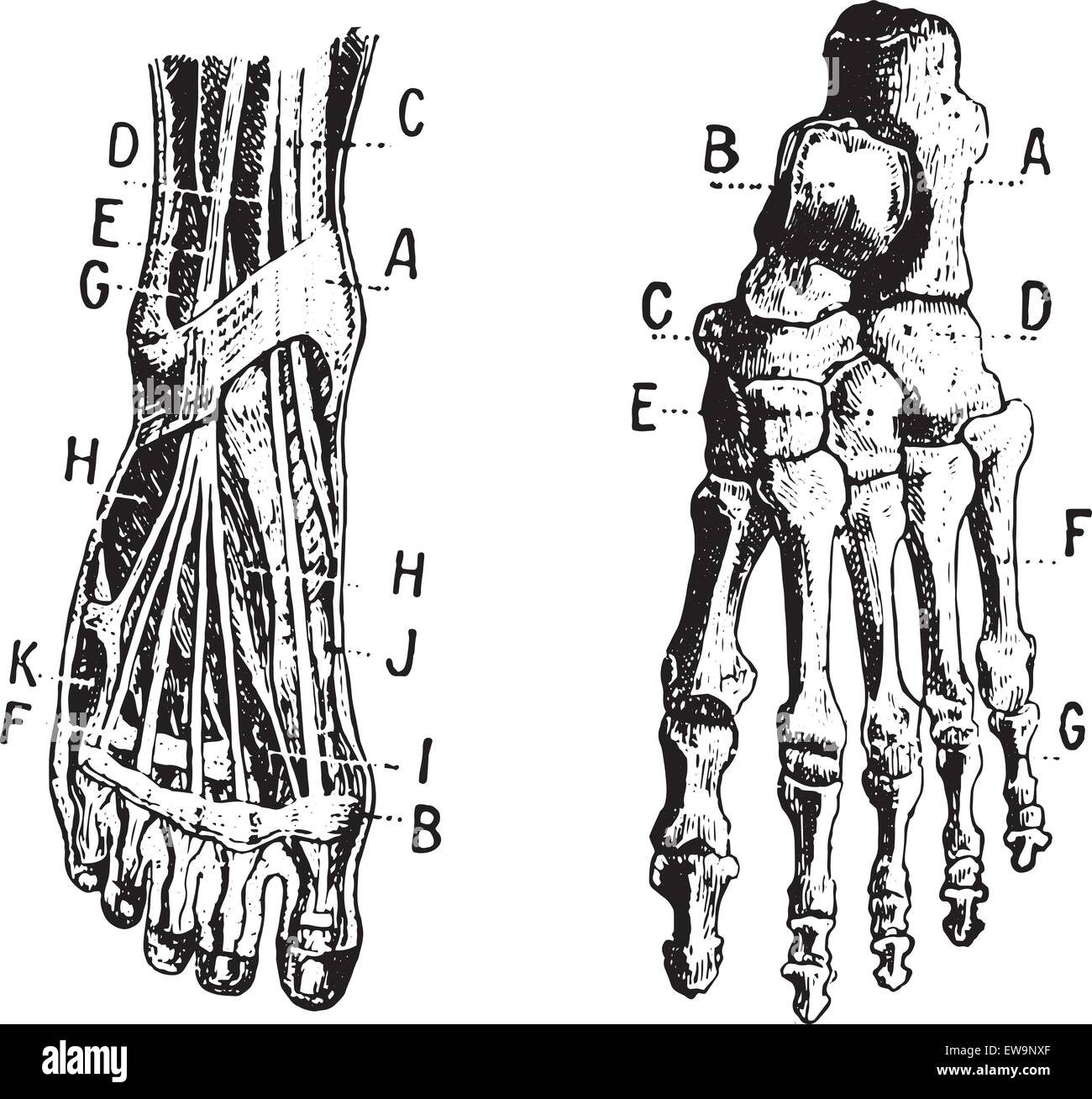 Foot, Fig 1. Muscles, Fig 2. Skeleton, vintage engraved illustration. Dictionary of words and things - Larive and Fleury - 1895. Stock Vector