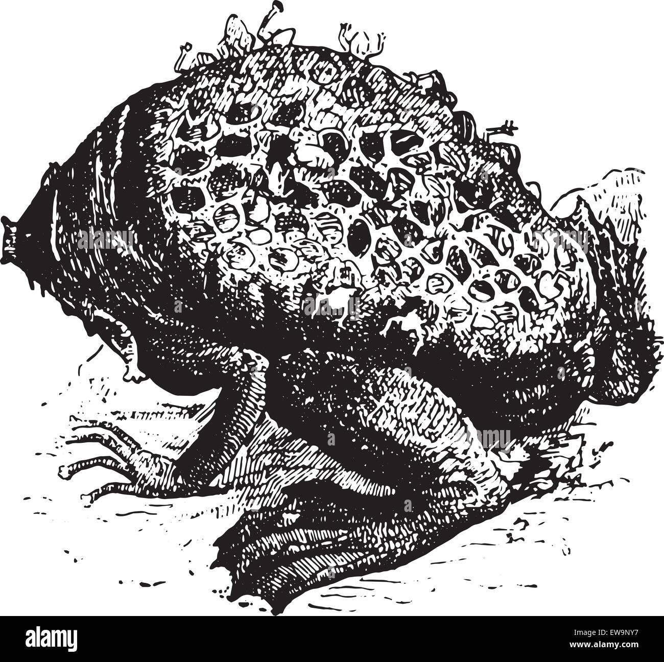 Pipa Pipa or Surinam Toad or star-fingered toad, vintage engraved illustration. Dictionary of words and things - Larive and Fleury - 1895. Stock Vector