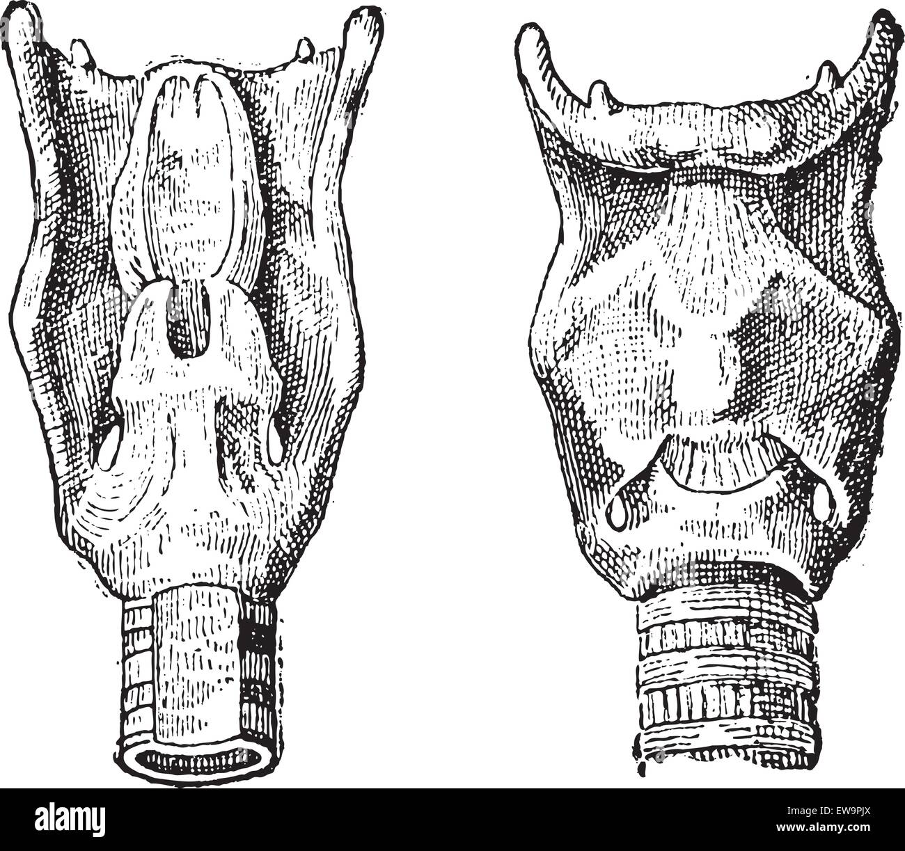 Voice Box or Larynx, vintage engraved illustration. Dictionary of Words and Things - Larive and Fleury - 1895 Stock Vector