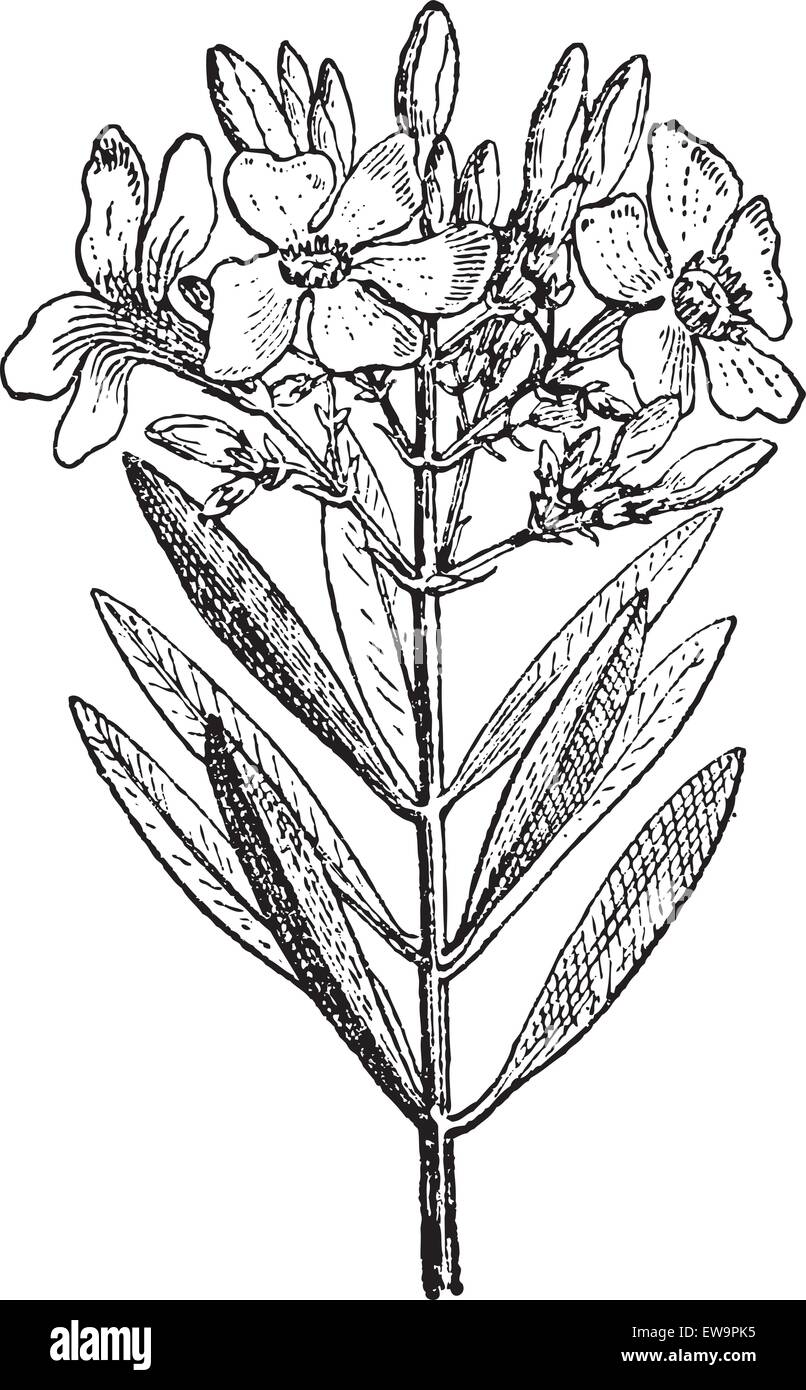 Oleander Flower Drawing