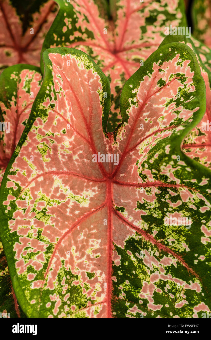 Colorful leaves of the Caladium plant Stock Photo
