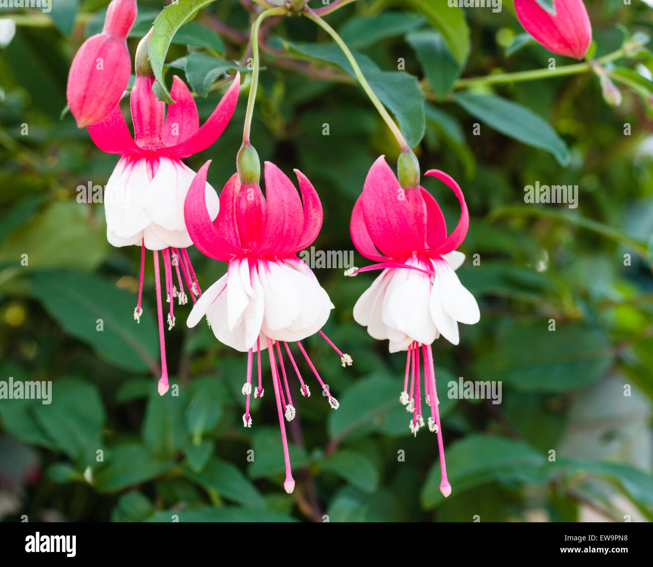 Flowers in pink hanging baskets hi-res stock photography and images - Alamy