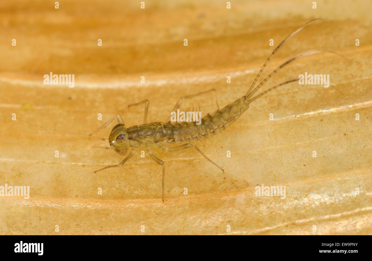 Ephemeroptera Larvae