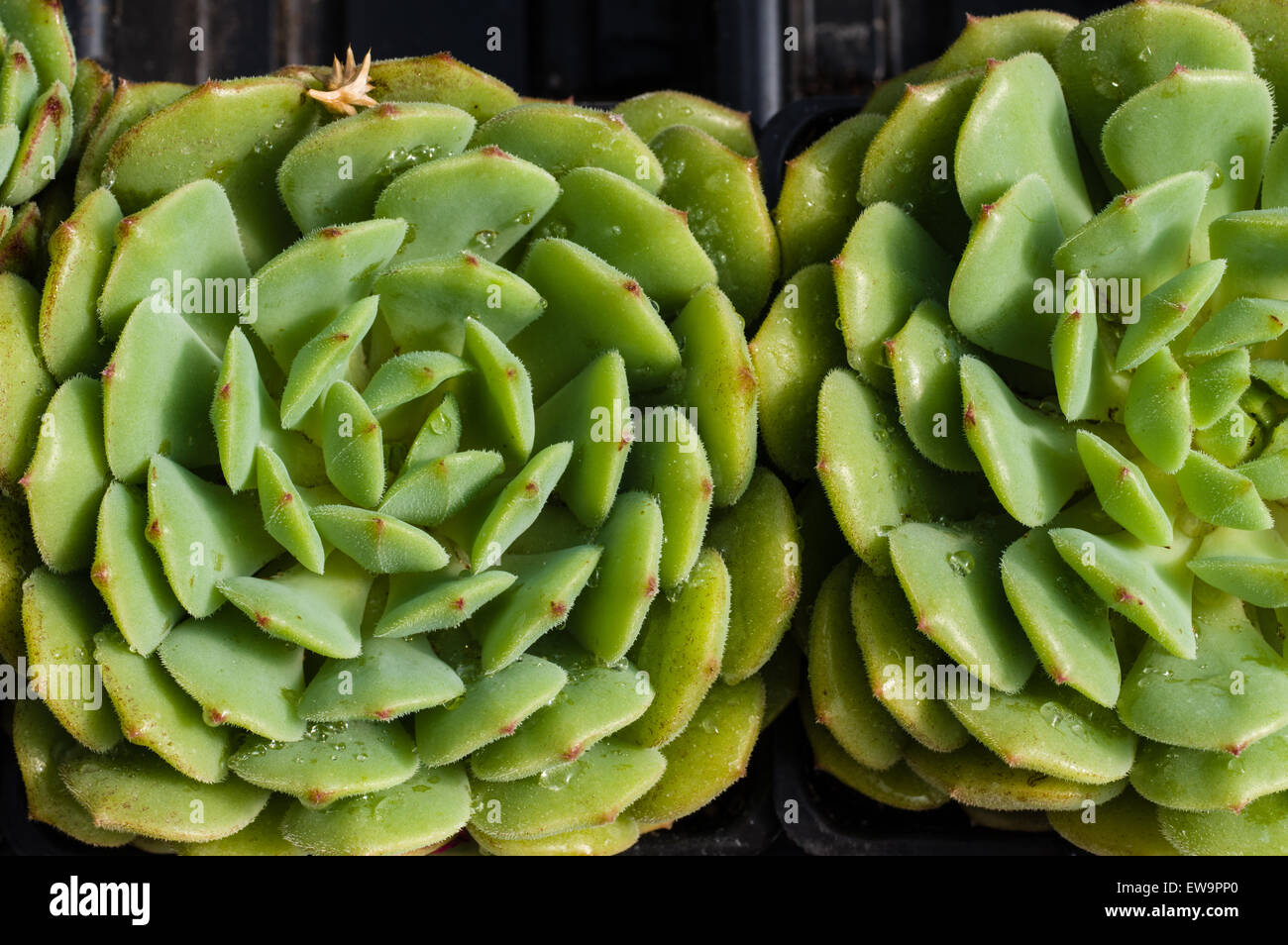 A sedum plant showing a tightly grown rosette of leaves Stock Photo