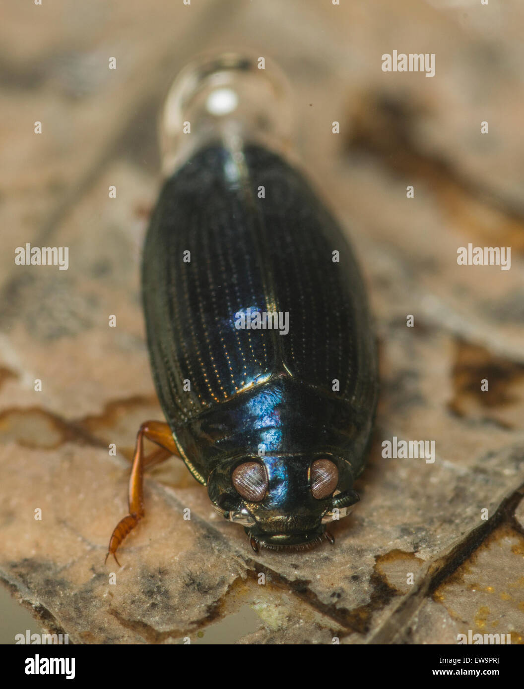 Whirligig beetle under water in an aquaium Stock Photo