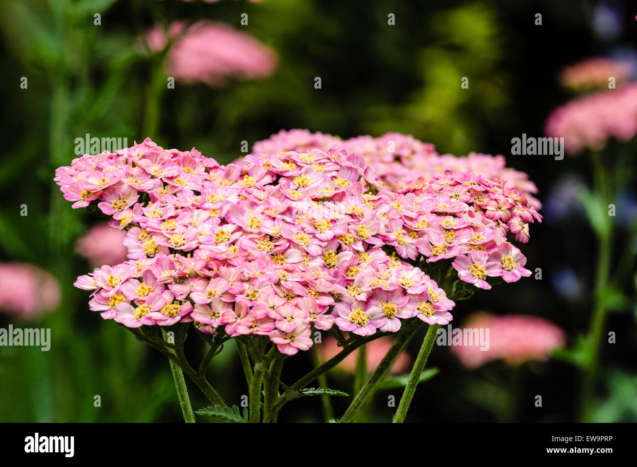 Pink Yarrow in full bloom in the garden Stock Photo