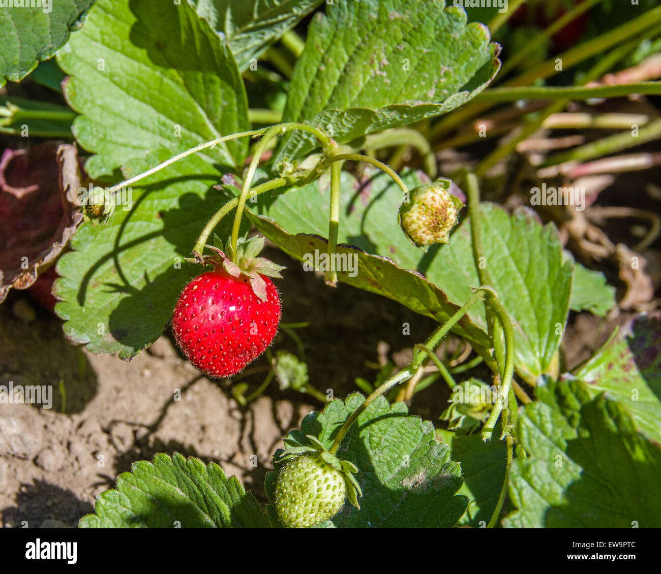 A red ripe strawberry in the garden ready to harvest Stock Photo - Alamy