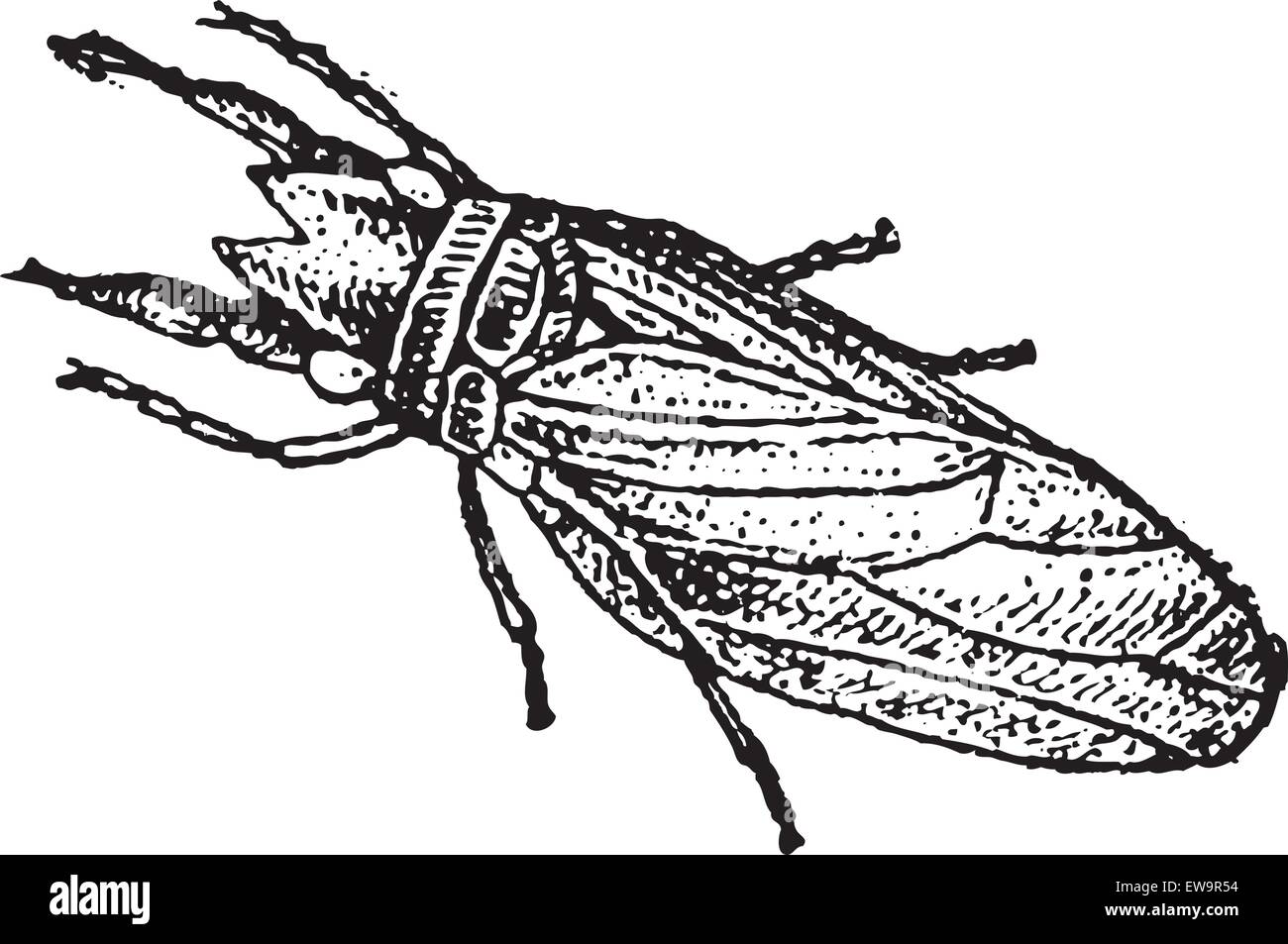 Caddisfly or Trichoptera, vintage engraved illustration. Dictionary of