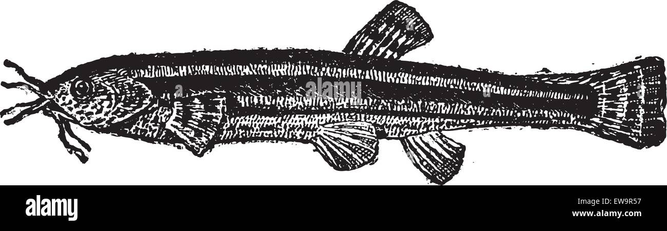 Loach catfish or Amphiliidae, vintage engraved illustration. Dictionary ...