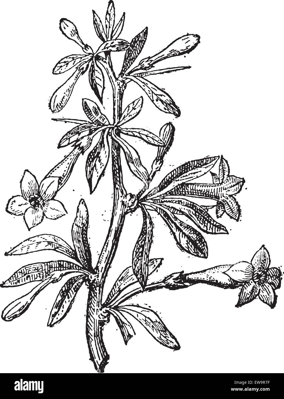 Wolfberry (Lycium europaeum) or goji berry or Chinese wolfberry or mede berry or barbary matrimony vine or bocksdorn or Duke of  Stock Vector