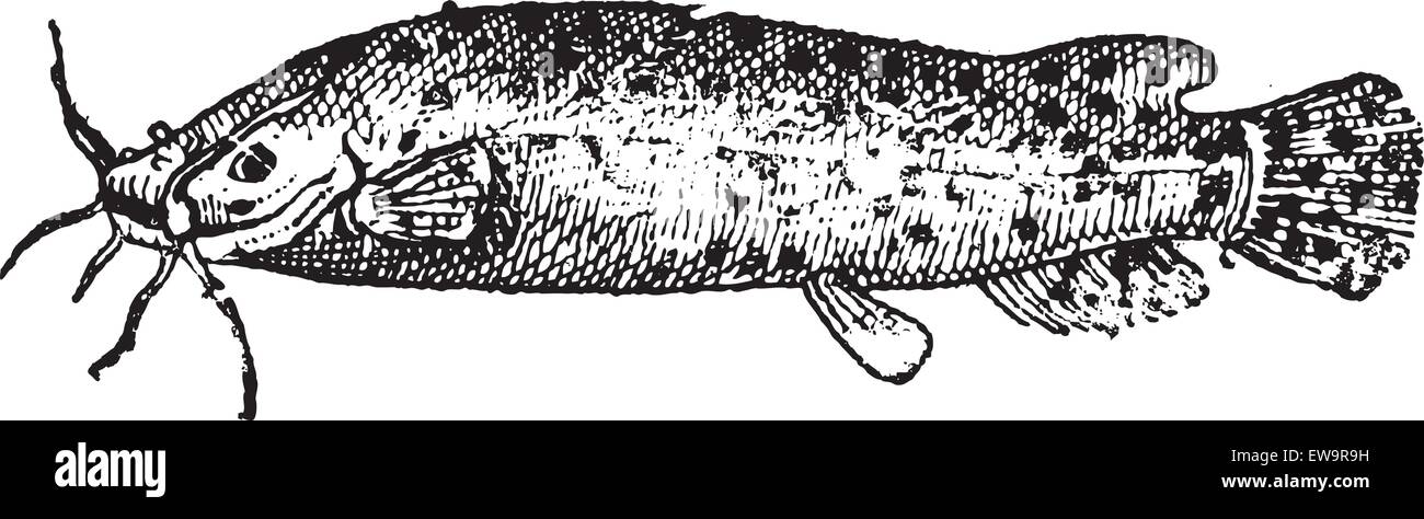 Electric Catfish or Malapterurus sp., vintage engraved illustration ...