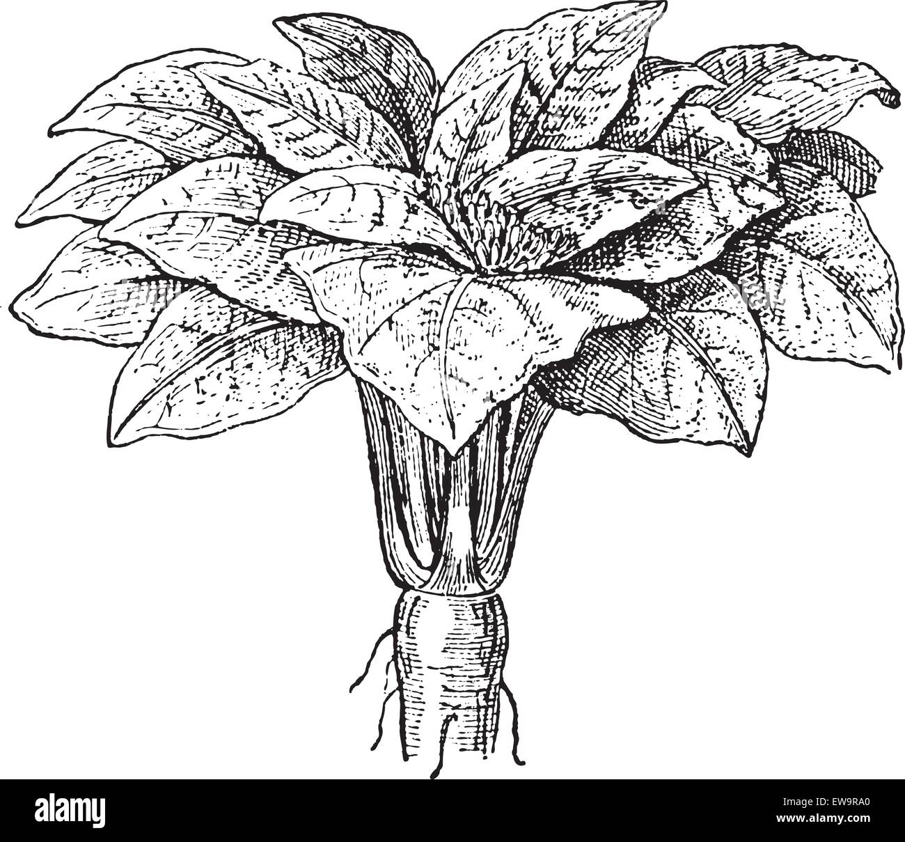 Mandrake Stock Illustrations – 428 Mandrake Stock Illustrations