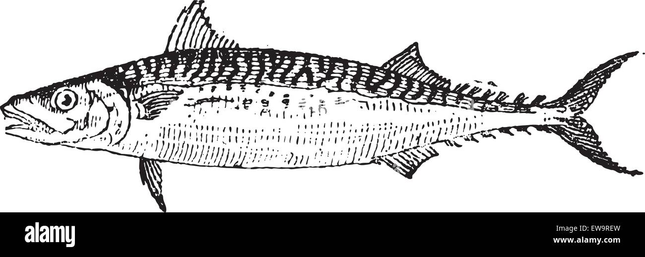 Atlantic Mackerel or Scomber scombrus, vintage engraved illustration. Dictionary of Words and Things - Larive and Fleury - 1895 Stock Vector