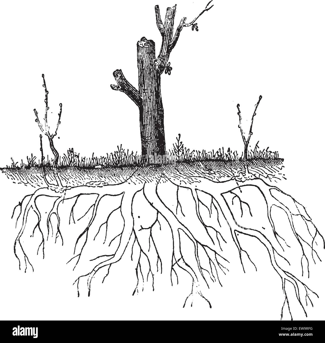 Natural Ground Layering, showing secondary root tips from one plant