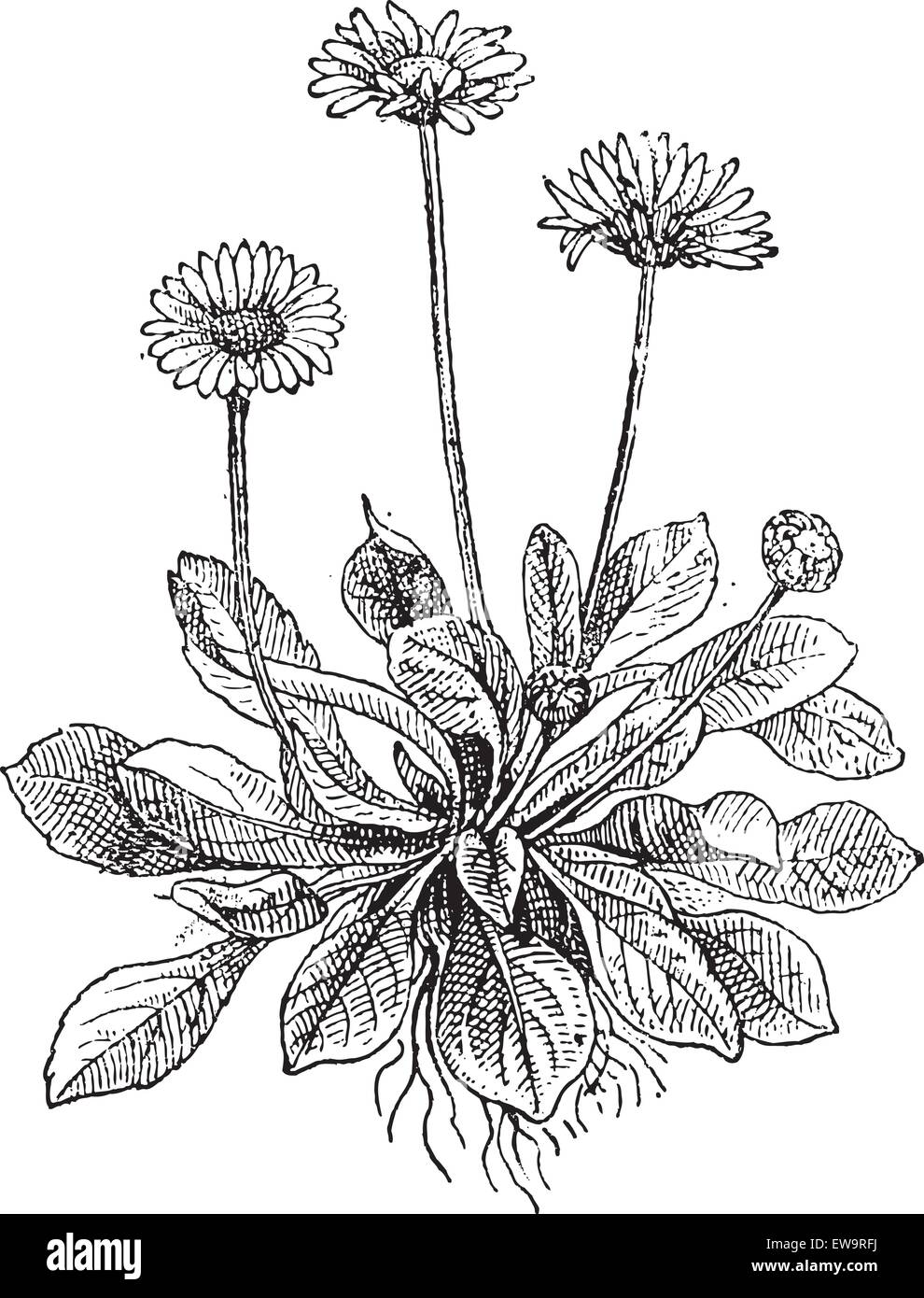 Common Daisy or Bellis perennis, showing flowers, vintage engraved illustration. Dictionary of Words and Things - Larive and Fleury - 1895 Stock Vector