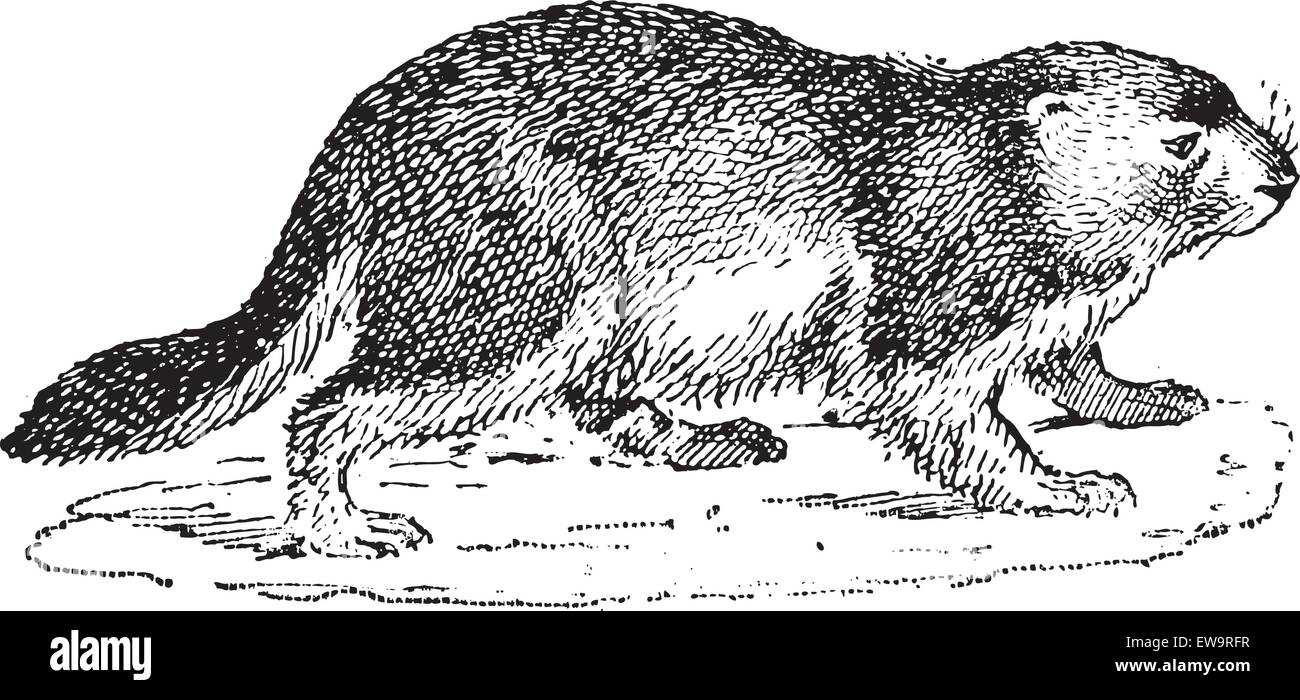 Marmot or Marmota sp., vintage engraved illustration. Dictionary of Words and Things - Larive and Fleury - 1895 Stock Vector