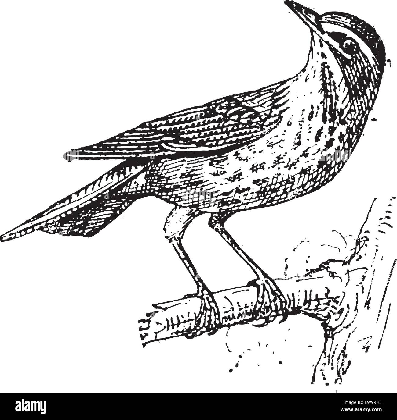 Redwing or Turdus iliacus, Perched on a Branch, vintage engraved illustration. Dictionary of Words and Things - Larive and Fleury - 1895 Stock Vector
