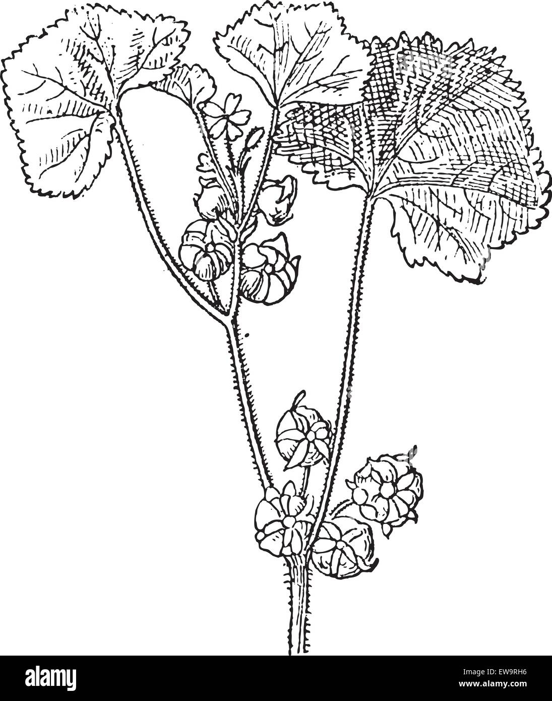 Roundleaf Mallow or Malva neglecta, showing flowers, vintage engraved illustration. Dictionary of Words and Things - Larive and Fleury - 1895 Stock Vector