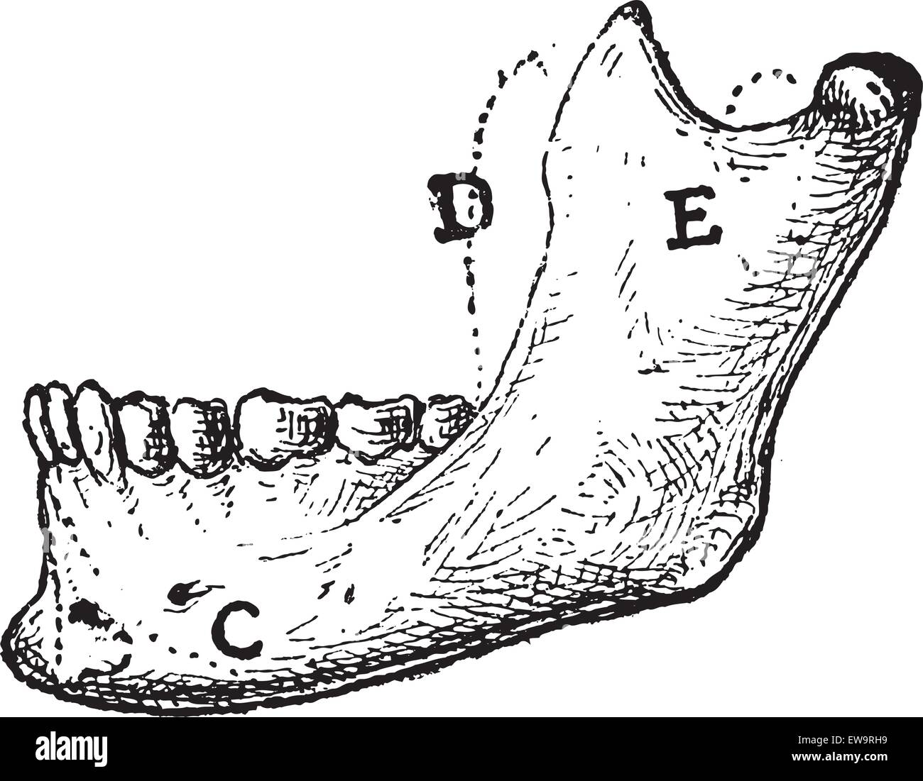 Human Mandible, showing (A) Mental Protuberance, (C) Triangularis, (D) Coronoid Process, and (E) Masseter, vintage engraved illustration. Dictionary of Words and Things - Larive and Fleury - 1895 Stock Vector