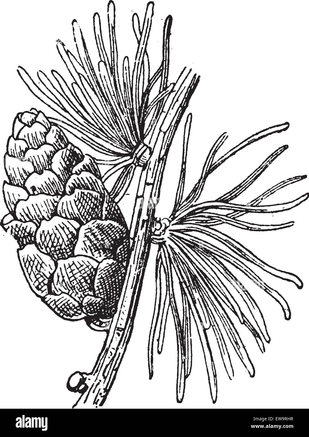 Tamarack Larch or Larix laricina, showing cone, vintage engraved illustration. Dictionary of Words and Things - Larive and Fleury - 1895 Stock Vector