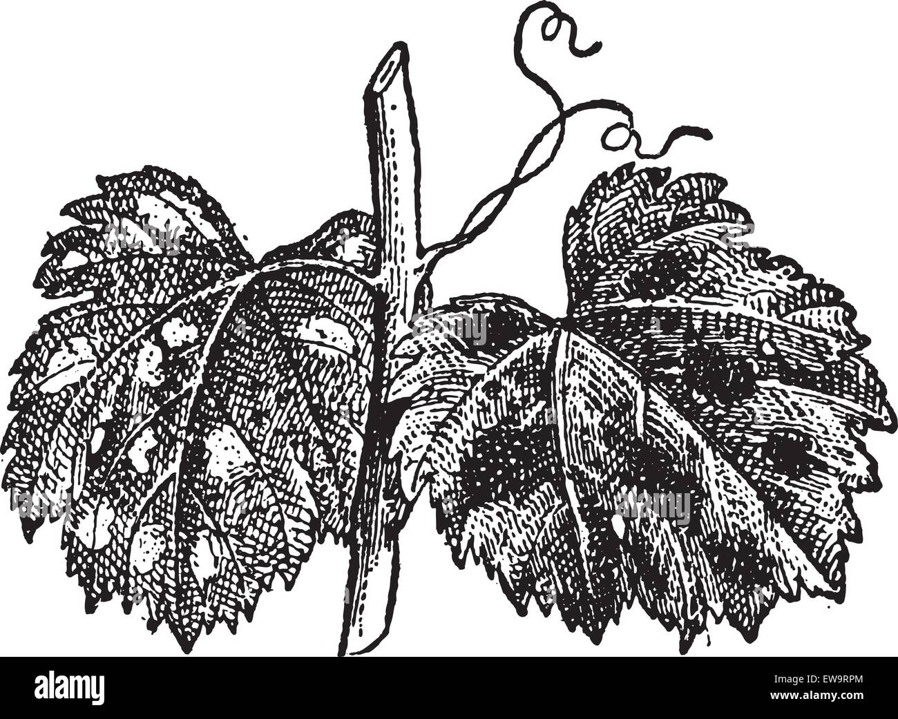Powdery Mildew or Blumeria graminis, shown on the surface of the grape leaves, vintage engraved illustration. Dictionary of Words and Things - Larive and Fleury - 1895 Stock Vector