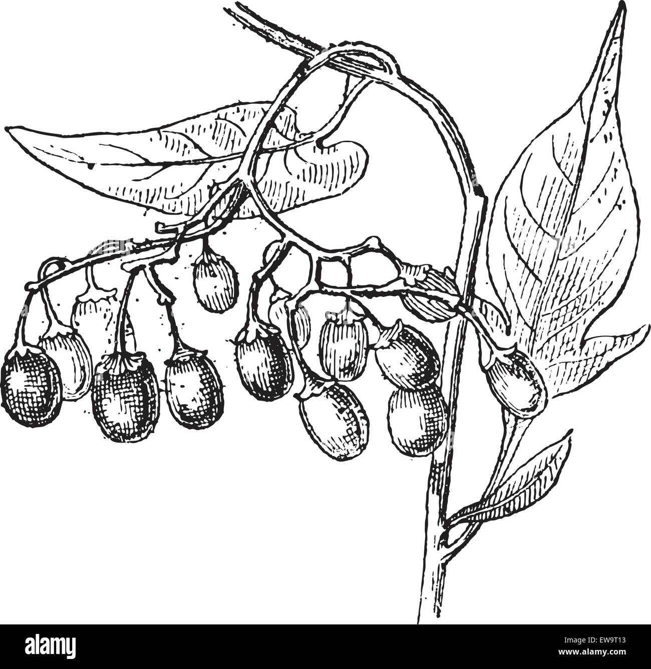 Bittersweet or Solanum dulcamara, showing fruits, vintage engraved illustration. Dictionary of Words and Things - Larive and Fleury - 1895 Stock Vector