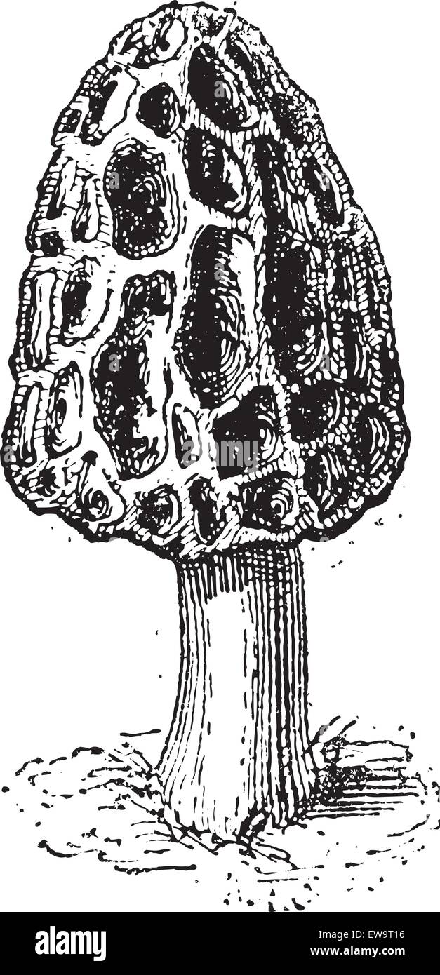 French miracle Stock Vector Images Alamy