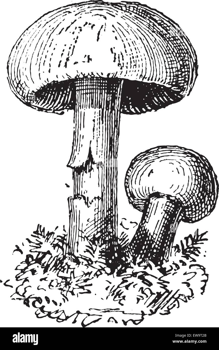 Fairy Ring Mushroom or Marasmius oreades, vintage engraved illustration. Dictionary of Words and Things - Larive and Fleury - 1895 Stock Vector