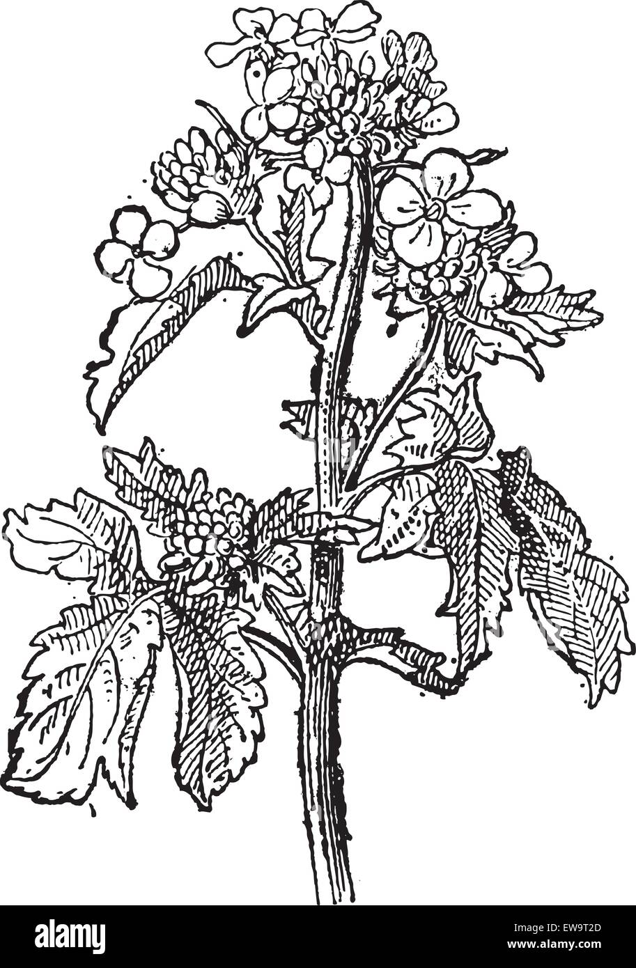 Mustard, Sinapis sp., or Brassica sp., showing flowers, vintage engraved illustration. Dictionary of Words and Things - Larive and Fleury - 1895 Stock Vector