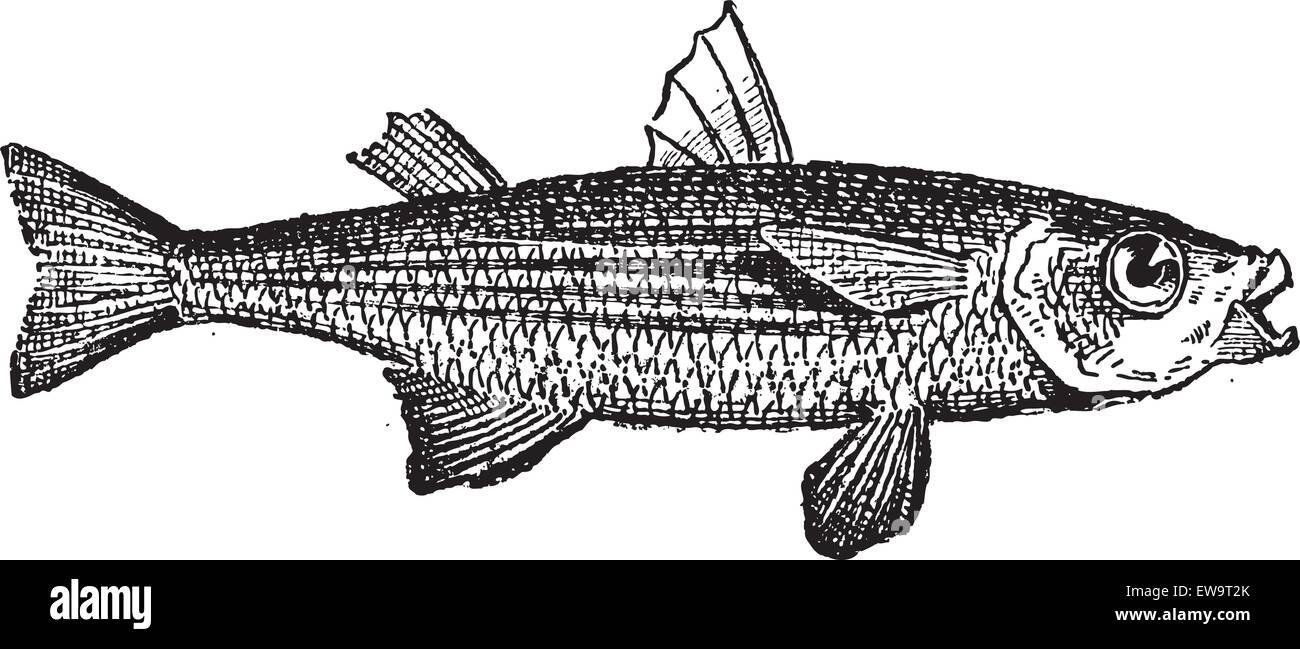 Grey Mullet or Mugilidae, vintage engraved illustration. Dictionary of Words and Things - Larive and Fleury - 1895 Stock Vector